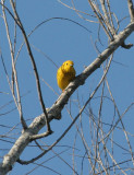 Yellow Warbler