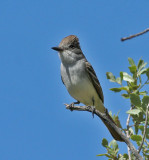 Ash-throated Flycatcher