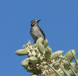 Ladder-backed Woodpecker, female