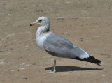 California Gull