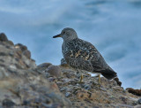 Surfbird