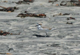 Snowy Plover