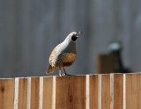 California Quail