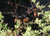 Spotted Towhee