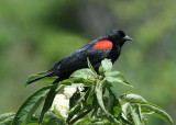 Red-winged Blackbird