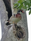 American Wood Duck