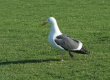 Western Gull