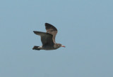 Heermans Gull