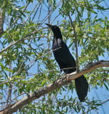 Great-tailed Grackle