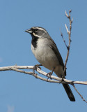 Black-throated Sparrow