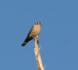 American Kestrel