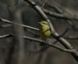 Orange-crowned Warbler