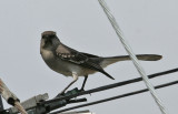 Northern Mockingbird