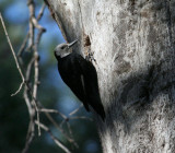 White-headed Woodpecker, female