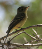 Pacific Slope Flycatcher