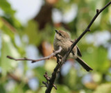 Bushtit