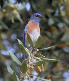 Western Bluebird