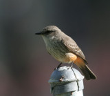 Vermilion Flycatcher, fem