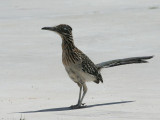 Greater Roadrunner