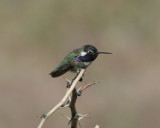 Costa Hummingbird