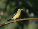 Lesser Goldfinch