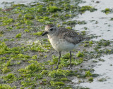 Black-bellied Plover (Grey Plover)