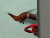 Rufous Hummingbird