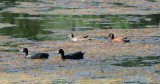 American Coot and Cinnamon Teal