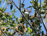 Black-throated Gray Warbler