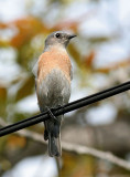 Western Bluebird