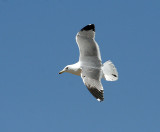 Californian Gull