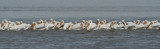 White Pelicans