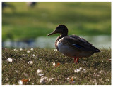 Mallard Hen by the Pond.jpg
