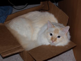 Milo You Crazy Cat.jpg