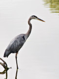 GBH After a Rain.jpg