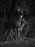 Doe and Fawn, Soon to be Seperated by Rut