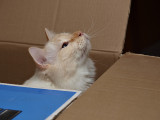 Milo in the Box.jpg