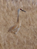 Sandhill Crane Male rp .jpg