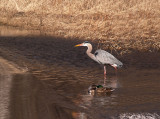 Great Blue Heron in Flood Water 2.jpg