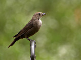 Patio Bird 2