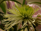 Green Flower from the Bouquet I Bought Myself LOL