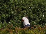 Marv Picking Wild Raspberries out Front