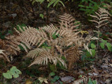 Fall Ferns.jpg