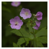 Wild Flowers n Fly