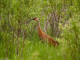 Sandhill Crane 2.jpg