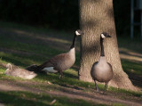 Goose Pair and Gosling.jpg