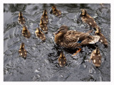 Momma Mallard and Ducklings.jpg