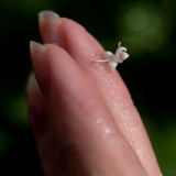 The Tiniest Bloom-4mm.jpg