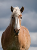 Belgian Work Horse.jpg