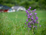 I Love the Country.jpg